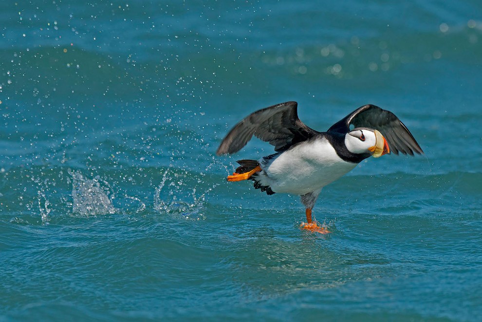 Победители птичьего 
конкурса Audubon 
Photography Awards 
2015<span>Умные, любопытные, забавные и поразительно красивые!</span>