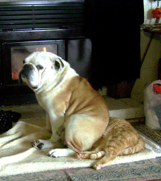 Мужик вызывает ветеринара к своему питону