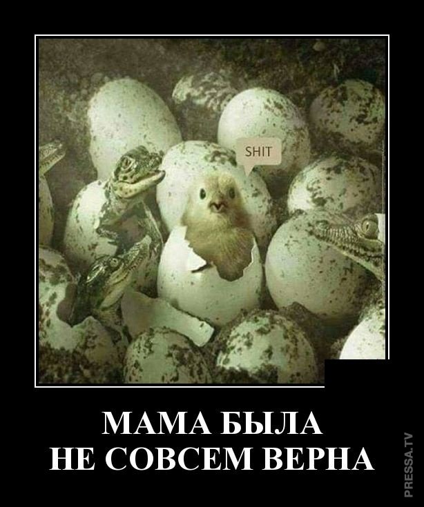 Смешные и веселые жизненные демотиваторы Смешные и веселые жизненные демотиваторы