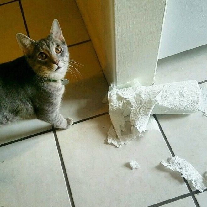 Ежедневная борьба с бумажными полотенцами дом животные проступок шалость