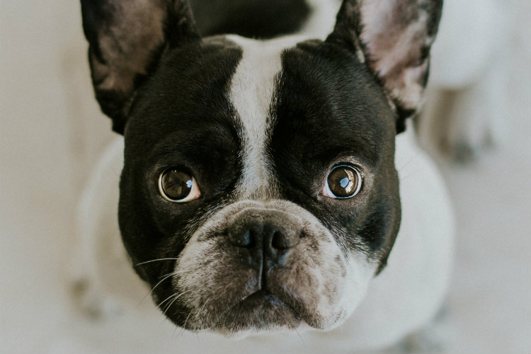 Щенячий взгляд: почему собаки точно знают, что делают