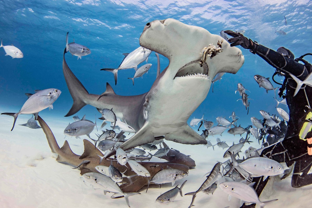 Впечатляющие кадры: дайверы кормят акулу-молота 