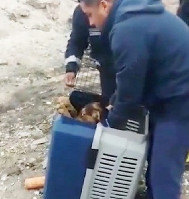 Собака в переноске