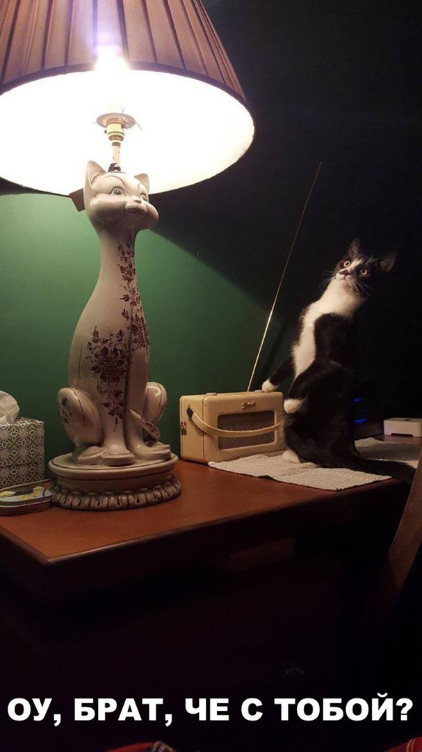 Веселые картинки и фото приколы с надписью из жизни Веселые картинки и фото приколы с надписью из жизни