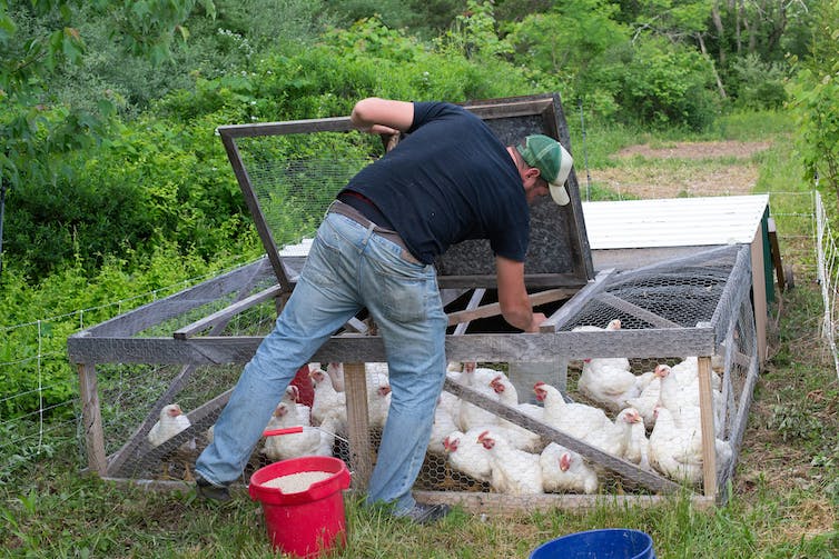 a man reaches into a chicken coop filled with chicken