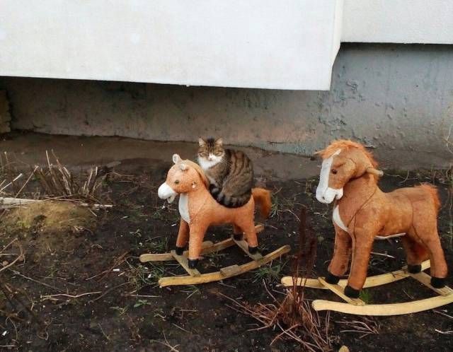 Красивые, красочные и прикольные фотографии из нашей жизни забавные фотографии приколы