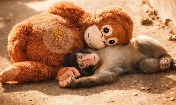 Впервые познал живые объятия и первый раз постоял за себя: новости про обезьянку Панча, за которой следит весь мир