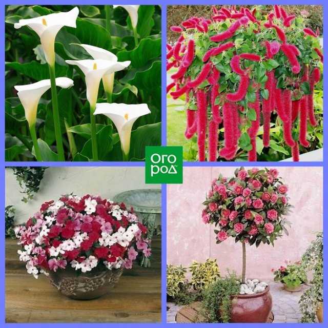 Какие комнатные растения соответствуют вашему знаку Зодиака Какие комнатные растения соответствуют вашему знаку Зодиака домашний досуг,комнатные растения