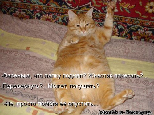 Новая котоматрица (26 шт)
