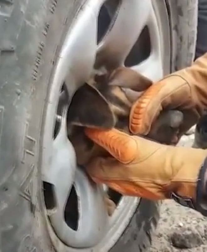 Собака и спасатель