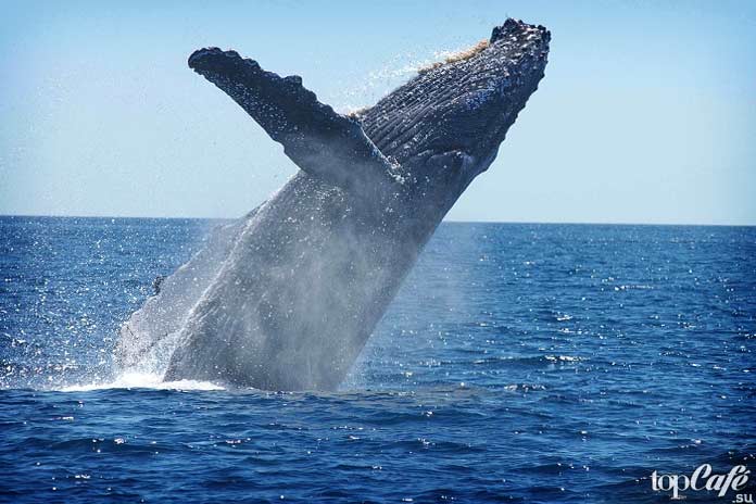 10 исчезающих животных. Синий кит. CC0
