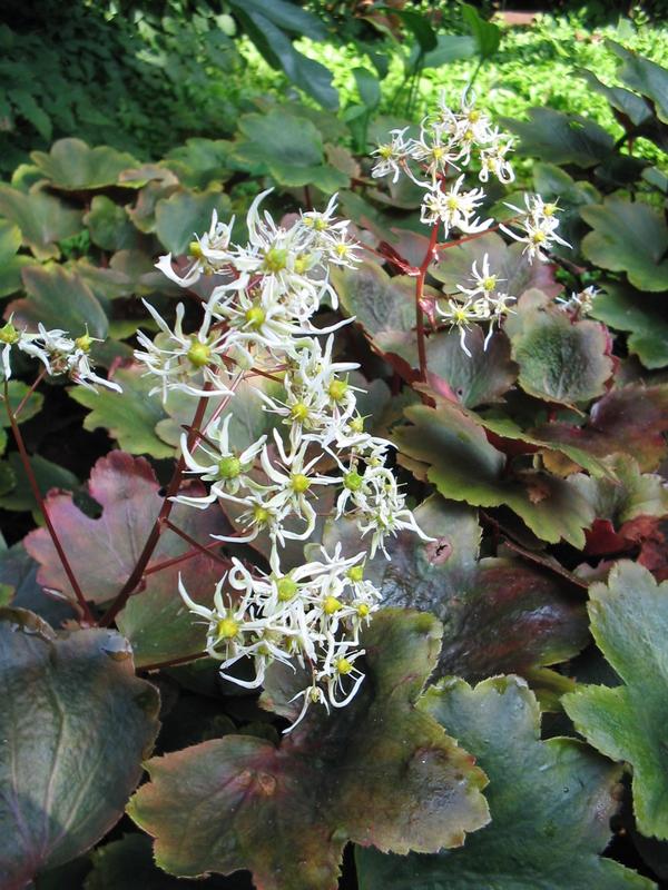 Камнеломка кортузолистная, сорт &amp;amp;amp;amp;#39;Rubrifolia&amp;amp;amp;amp;#39;. Фото с сайта appeltern.nl
