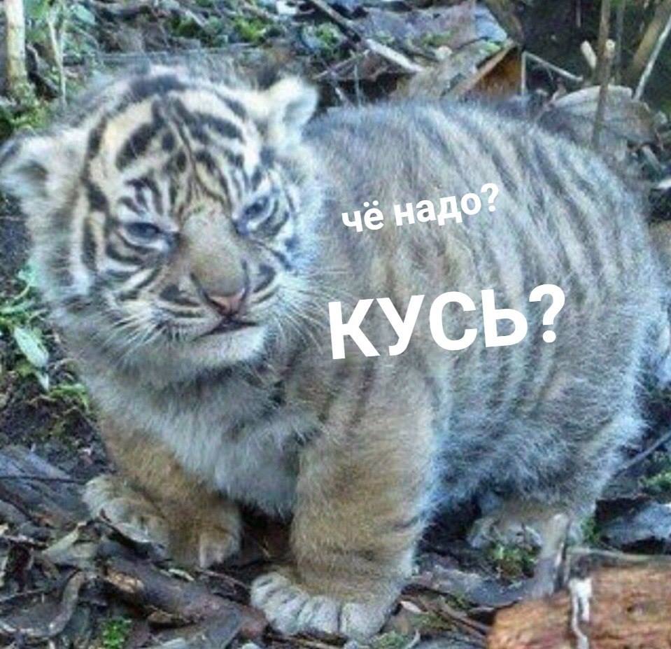 Картинки для вашего отличного настроения картинки