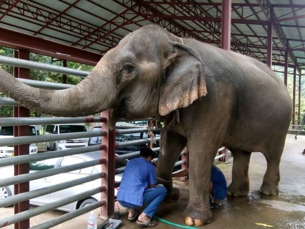 В Чианг Мае стартует школа Mahout