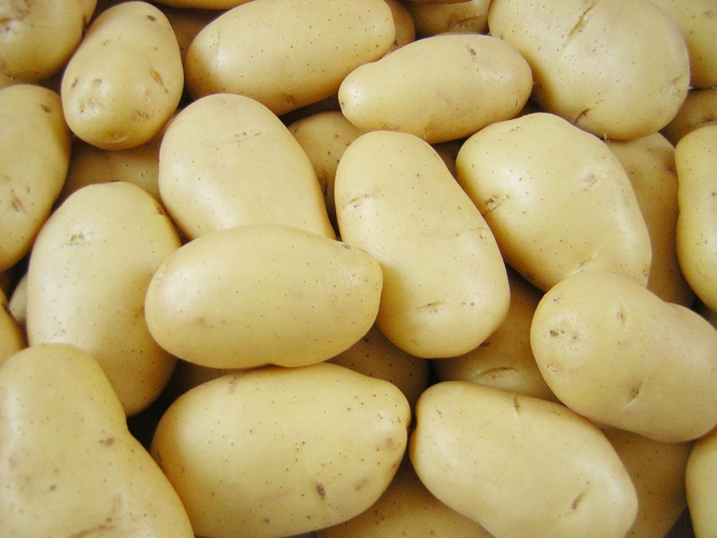 Обзор лучших сортов картофеля с описанием