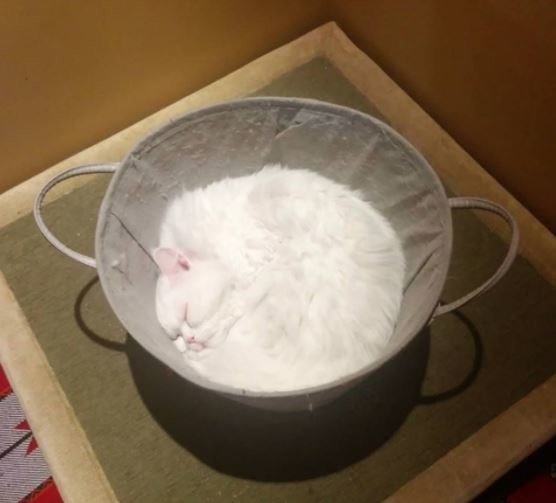 Удивительные фотографии очаровательных животных Удивительные фотографии очаровательных животных