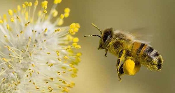 Рабочие пчелы являются кем? Какого пола рабочие пчелы? Состав пчелиной семьи
