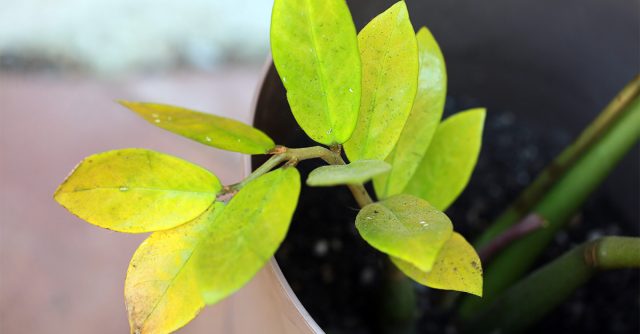 Желтые листья у замиокулькаса — спасаем растение от гибели комнатные растения,цветоводство