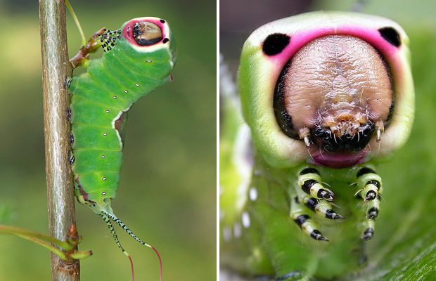 Самые необычные насекомые насекомые