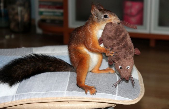 Животные, белка, позитив