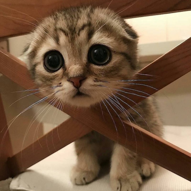 20 фото милейших котят, которые растопят сердце любого 20 фото милейших котят, которые растопят сердце любого кот, котенок, кошка, милый