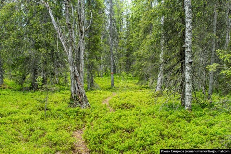 Северная сказка: заповедная Карелия Северная сказка: заповедная Карелия