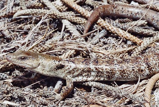 Ошибка системы: 6 животных, которые считались исчезнувшими с лица Земли животные,интересное,история,исчезнувшие виды