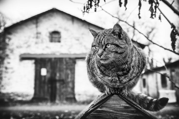 Кошки, которые сидят в неудобных местах: фотопроект Sabrina Boem Уютная подборка любимых питомцев