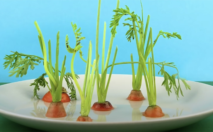 Проращиваем дома морковь, кукурузу и клубнику: все начинает расти на обычном подоконнике огород,огород на подоконнике,полезные советы