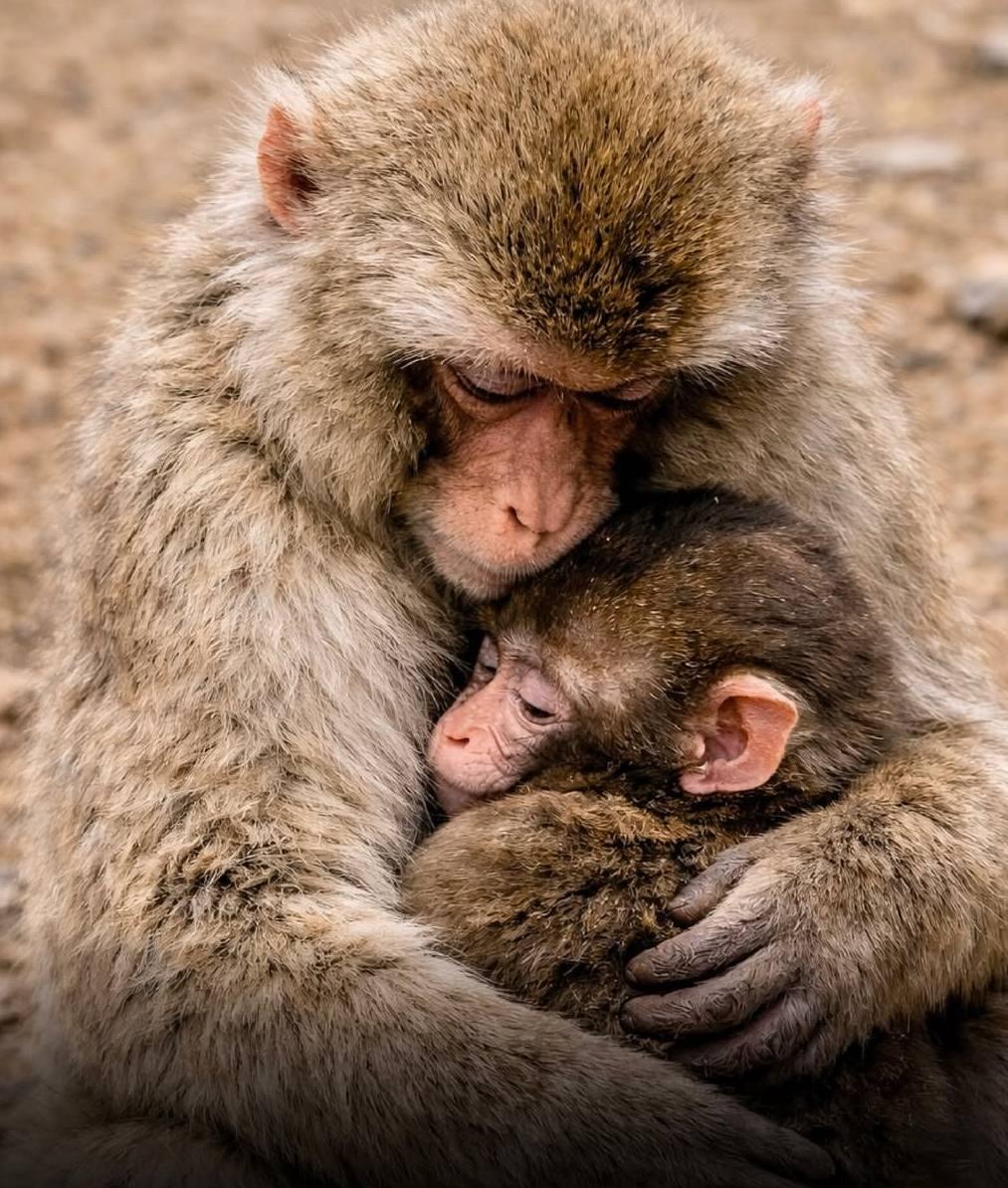 Впервые познал живые объятия и первый раз постоял за себя: новости про обезьянку Панча, за которой следит весь мир Панча, зоопарка, малыша, игрушку, чтобы, только, обезьянки, теперь, Панчу, стали, обезьян, которые, точно, долларов, макака, своих, более, своей, матерей, обезьяна