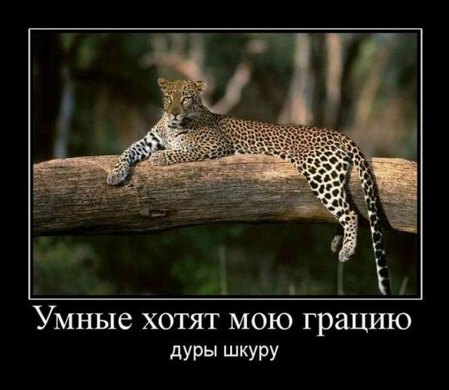 Забавные и прикольные демотиваторы для хорошего настроения Забавные и прикольные демотиваторы для хорошего настроения демотиваторы свежие,смешные демотиваторы