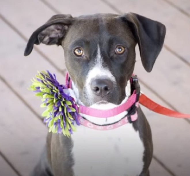 Собака на поводке