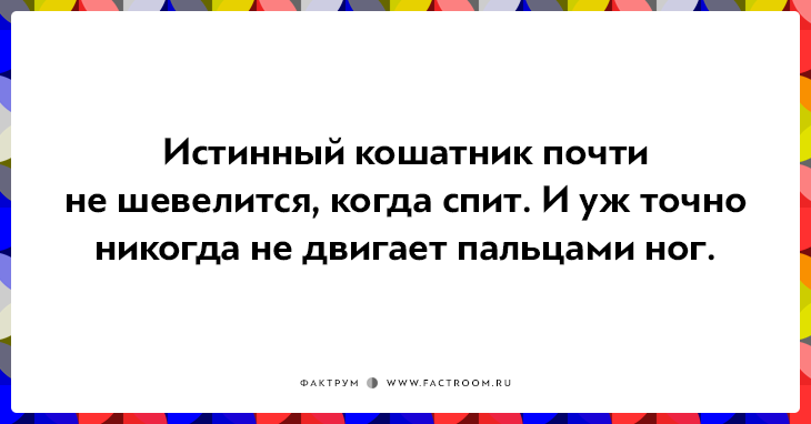 20 открыток о нелегкой жизни котов и их владельцев 20 открыток о нелегкой жизни котов и их владельцев