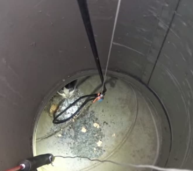 Котенок в трубе