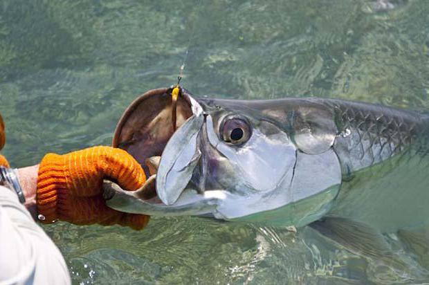 Тарпон — рыба для спортивной рыбалки. Описание видов, строение и ареал обитания.