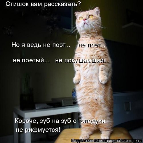 Новая котоматрица (36 фото)