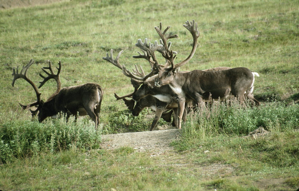 АВТОР СТАТЬИ: МИХАИЛ КРЕЧМАР