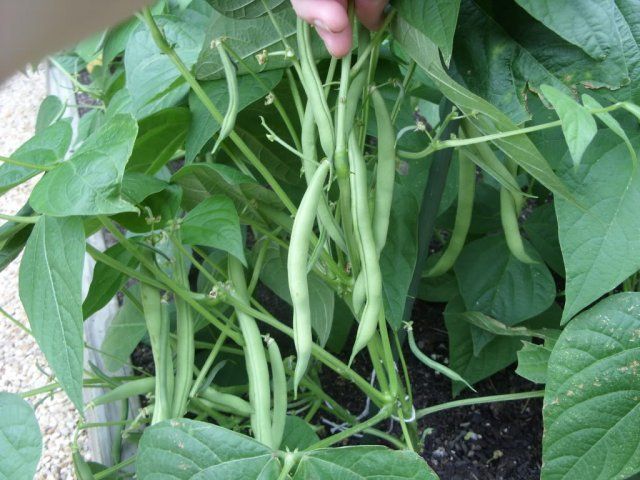 9 быстрорастущих растений для весеннего огорода огород