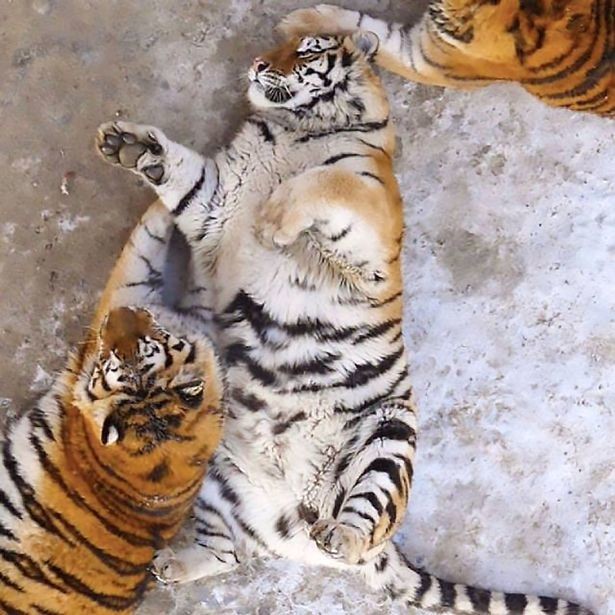 Китай удивил мир тиграми —
