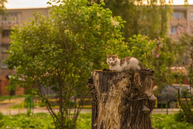 Очень колоритные уличные коты город, кот, кошка, улица, уличные кошки, эстетика