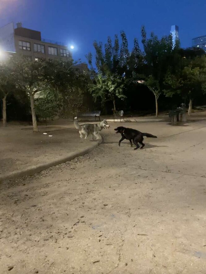 собачья дружба