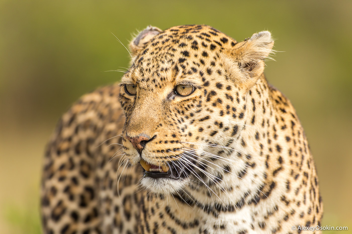 Leopard_lerean_poly_ao. oct.2015-49.jpg