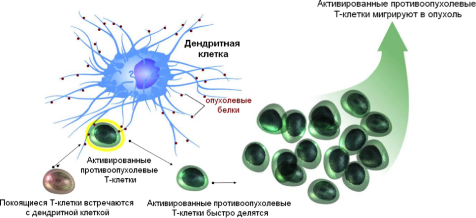 Клеточная интенсивность