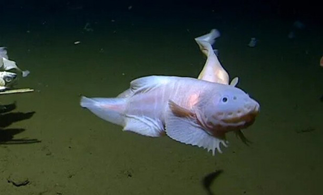 На глубине 8336 метров впервые засняли живое существо. Оно выдерживает давление в 800 раз выше чем на поверхности океана