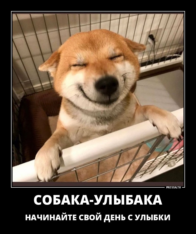 Смешные и веселые жизненные демотиваторы