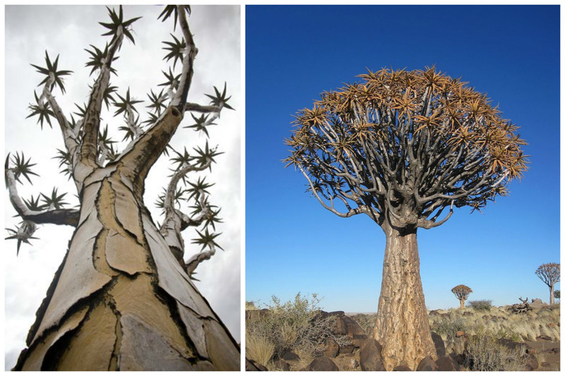 Quiver tree (aloe), Namíbia, incrível, natureza, incrível, flora