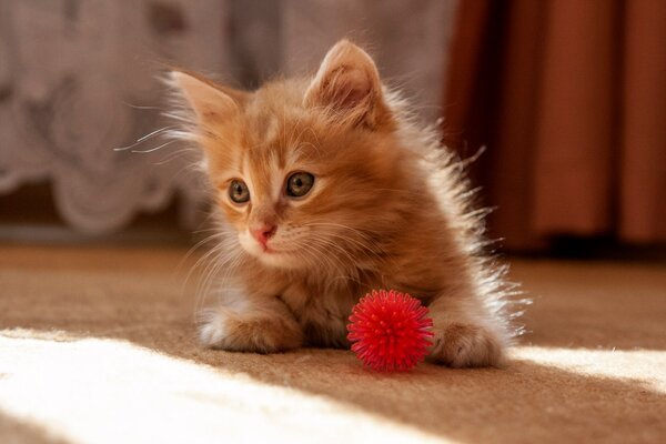 Как шерсть соседской кошки раскрыла мне глаза на мужа