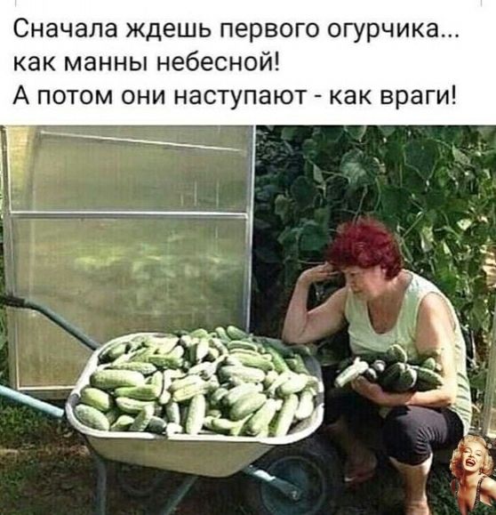 Лучшие шутки для вашего хорошего настроения 