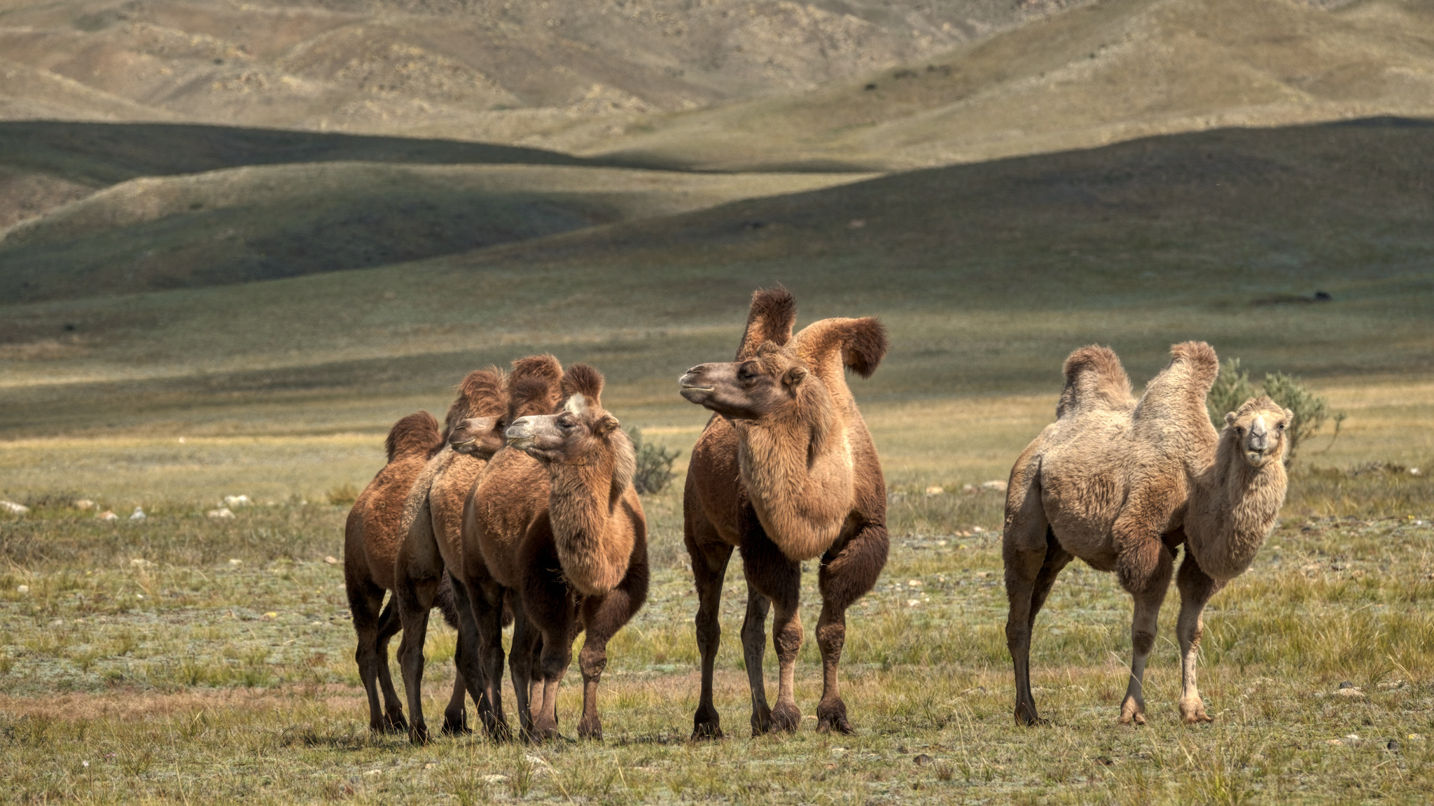 В осеннюю Тыву на автомобиле. В осеннюю Тыву на автомобиле.