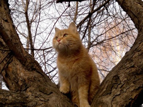 Кошки-партизанки, которые за всеми следят (26 фото)